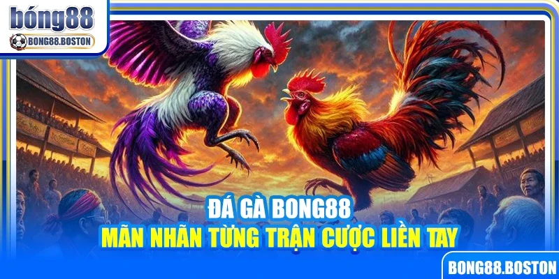 Đá gà Bong88 – Mãn nhãn từng trận cược liền tay