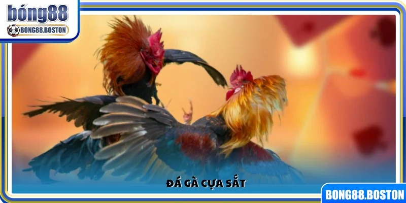 Trò chơi đá gà với cựa sắt gay cấn